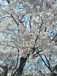 30042025_Samsung Galaxy Note 20 Ultra_Tour to Tateyama_Gifuken_Miboroko00082