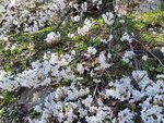 30042025_Samsung Galaxy Note 20 Ultra_Tour to Tateyama_Gifuken_Miboroko00086