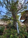 30042025_Samsung Galaxy Note 20 Ultra_Tour to Tateyama_Gifuken Shirakawago00043