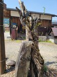 30042025_Samsung Galaxy Note 20 Ultra_Tour to Tateyama_Gifuken Shirakawago00109