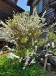 30042025_Samsung Galaxy Note 20 Ultra_Tour to Tateyama_Gifuken Shirakawago00110