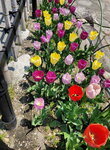 30042025_Samsung Galaxy Note 20 Ultra_Tour to Tateyama_Gifuken Shirakawago00139