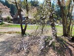 30042025_Samsung Galaxy Note 20 Ultra_Tour to Tateyama_Gifuken Shirakawago00154
