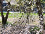 30042025_Samsung Galaxy Note 20 Ultra_Tour to Tateyama_Gifuken Shirakawago00155