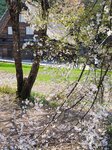 30042025_Samsung Galaxy Note 20 Ultra_Tour to Tateyama_Gifuken Shirakawago00156