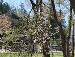 30042025_Samsung Galaxy Note 20 Ultra_Tour to Tateyama_Gifuken Shirakawago00157