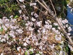 30042025_Samsung Galaxy Note 20 Ultra_Tour to Tateyama_Gifuken Shirakawago00160