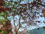 30042025_Samsung Galaxy Note 20 Ultra_Tour to Tateyama_Gifuken Shirakawago00164