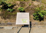30042025_Samsamg Galaxy Note 20 Ultra_Tour to Tateyama_Ishikawaken_Kanezawashi_Kenrokuen00009