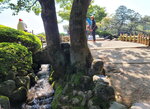 30042025_Samsamg Galaxy Note 20 Ultra_Tour to Tateyama_Ishikawaken_Kanezawashi_Kenrokuen00015