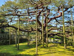 30042025_Samsamg Galaxy Note 20 Ultra_Tour to Tateyama_Ishikawaken_Kanezawashi_Kenrokuen00033