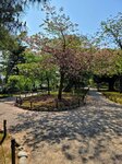 30042025_Samsamg Galaxy Note 20 Ultra_Tour to Tateyama_Ishikawaken_Kanezawashi_Kenrokuen00055