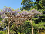 30042025_Samsamg Galaxy Note 20 Ultra_Tour to Tateyama_Ishikawaken_Kanezawashi_Kenrokuen00065