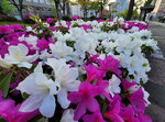 30042025_Samsamg Galaxy Note 20 Ultra_Tour to Tateyama_Ishikawaken_Kanezawashi Morning00011