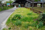 28042025_Sony A6000_Tour to Tateyama_Naganoken_Azuminoshi_Daiowasabi Noujo00005