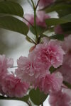 28042025_Sony A6000_Tour to Tateyama_Naganoken_Azuminoshi_Daiowasabi Noujo00050