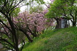 28042025_Sony A6000_Tour to Tateyama_Naganoken_Azuminoshi_Daiowasabi Noujo00052