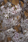 28042025_Sony A6000_Tour to Tateyama_Way to Naganoken_ Kamikochi00003