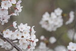28042025_Sony A6000_Tour to Tateyama_Way to Naganoken_ Kamikochi00005