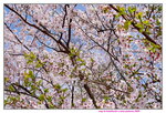 28042025_Sony A6000_Tour to Tateyama_Way to Naganoken_ Kamikochi00010