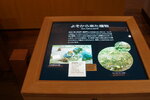 29042025_Sony A6000_Tour to Tateyama_Toyoyamaken_Tateyama_Nature Conservation Centre00010
