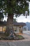 29042025_Sony A6000_Tour to Tateyama_Toyoyamaken_Tateyama_Nature Conservation Centre00019