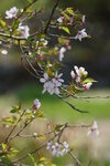 30042025_Sony A6000_Tour to Tateyama_Gifuken_Shirakawago00018
