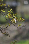 30042025_Sony A6000_Tour to Tateyama_Gifuken_Shirakawago00019
