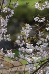 30042025_Sony A6000_Tour to Tateyama_Gifuken_Shirakawago00020
