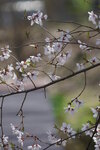 30042025_Sony A6000_Tour to Tateyama_Gifuken_Shirakawago00021