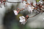30042025_Sony A6000_Tour to Tateyama_Gifuken_Shirakawago00028
