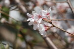 30042025_Sony A6000_Tour to Tateyama_Gifuken_Shirakawago00029