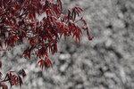 30042025_Sony A6000_Tour to Tateyama_Gifuken_Shirakawago00043