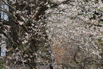 30042025_Sony A6000_Tour to Tateyama_Gifuken_Shirakawago00049