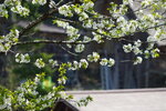 30042025_Sony A6000_Tour to Tateyama_Gifuken_Shirakawago00054