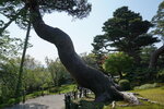 30042025_Sony A6000_Tour to Tateyama_Ishikawaken_Kanezawashi_Kenrokuen00039