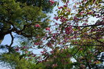 30042025_Sony A6000_Tour to Tateyama_Ishikawaken_Kanezawashi_Kenrokuen00046