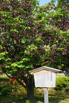 30042025_Sony A6000_Tour to Tateyama_Ishikawaken_Kanezawashi_Kenrokuen00057