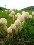 楊過的姑姑
