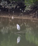 bird01
