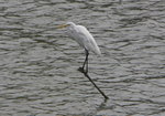 bird02