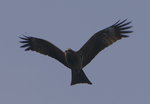 eagle01