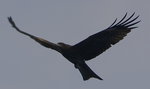 eagle02