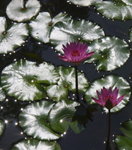 flower01