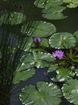 flower02