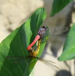 insect01