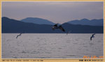 海鷗在湖上飛翔