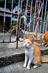 DSC_4392a