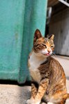 DSC_4398a