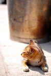 DSC_4425a